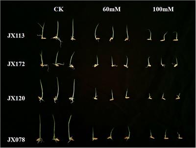 Genome-Wide Association Study Reveals a Genetic Mechanism of Salt Tolerance Germinability in Rice (Oryza sativa L.)